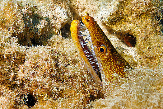 海鳗,动物,富埃特文图拉岛,加纳利群岛,西班牙,欧洲
