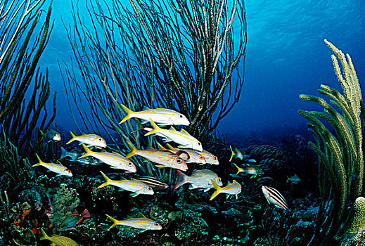 黄尾笛鲷,礁石,多巴哥岛,加勒比海