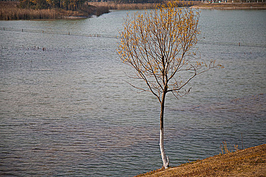 湖边的一棵树