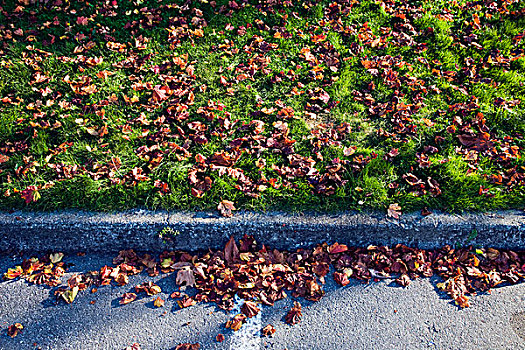红色,秋叶,草地,公路