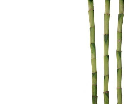竹子,白色背景