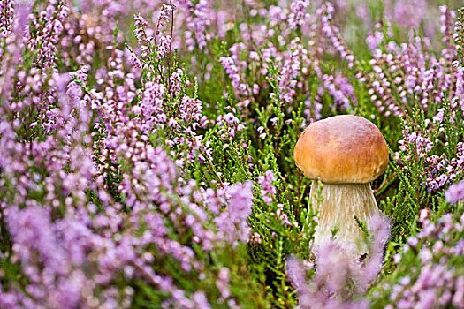 蘑菇,石南花