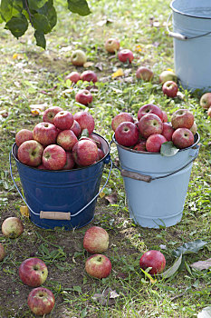 搪瓷,桶,新鲜,收获,苹果