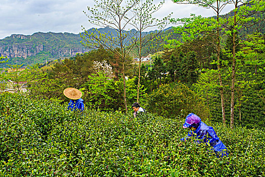 采茶,雨,劳作,老人