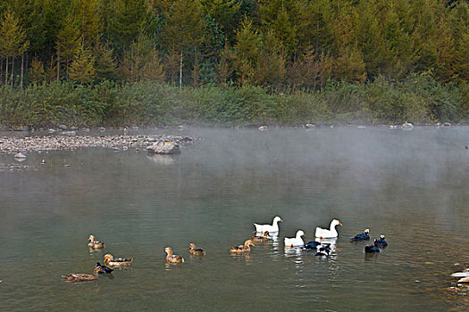 湖,水面,雾气,蒸腾,白雾,水蒸气,缥缈,仙境,灵性,家禽,鸭子,鹅,游动,自在,安静,自然,风光