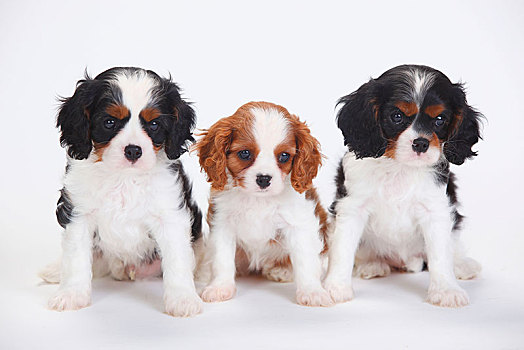 查尔斯王犬,小狗,三种颜色,布伦海姆,坐,靠近,相互,白色背景