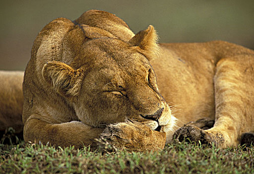 肯尼亚,马塞马拉野生动物保护区,成年,女性,狮子,睡觉