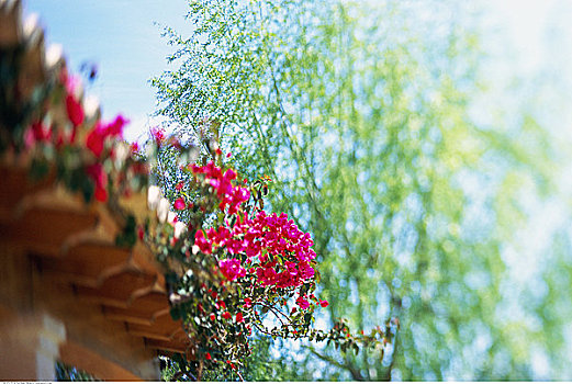 栅栏,花,树,叶子花属,马略卡岛,巴利阿里群岛,西班牙