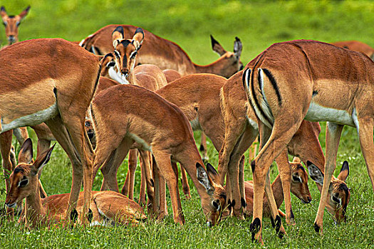 牧群,黑斑羚,乔贝,河,乔贝国家公园,博茨瓦纳,非洲