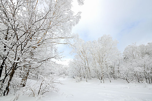 仙峰雪韵