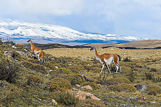 原驼,草原,托雷德裴恩国家公园,巴塔哥尼亚,智利,南美
