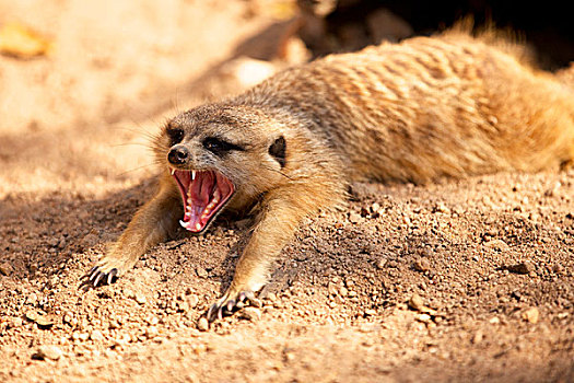 猫鼬,卧,沙子,哈欠,克鲁格国家公园,南非,非洲