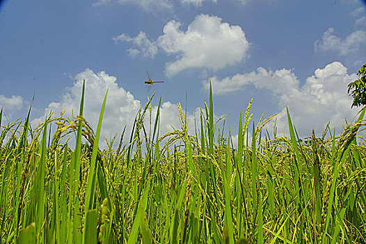 蝗虫,飞跃,稻田,孟加拉,九月,2006年