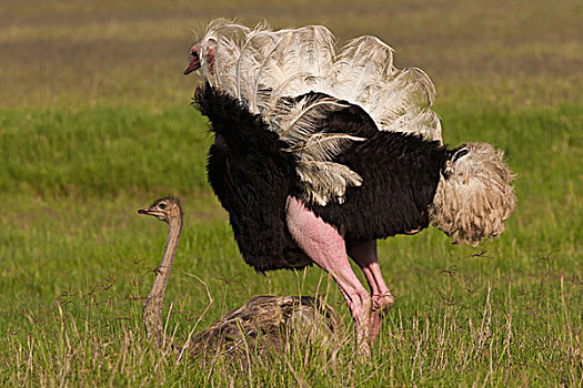 雄性,雌性,鸵鸟,恩戈罗恩戈罗,保护区,坦桑尼亚