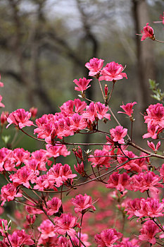 杜鹃花