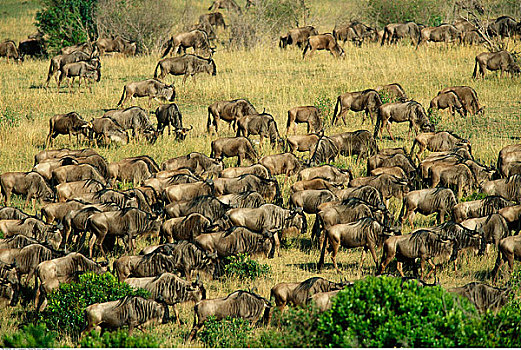 牧群,角马,马赛马拉国家保护区,肯尼亚,非洲