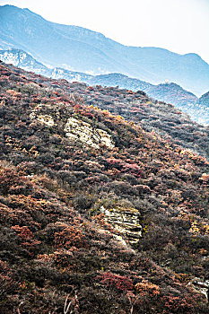 北京深秋红叶-幽岚山-坡峰岭