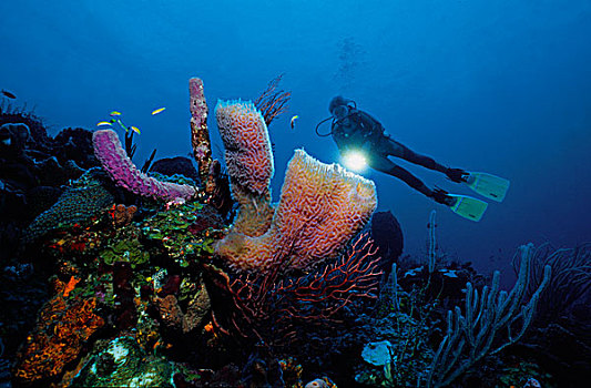 潜水者,加勒比,水下,景色,彩色,珊瑚,礁石,海绵,前景,荷兰