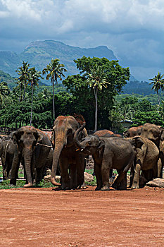斯里兰卡,品纳维拉,大象孤儿院,大象,灰尘,浴室,印度象