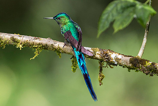 长尾,雄性,坐在树上,雨林,雾林,北方,厄瓜多尔,南美