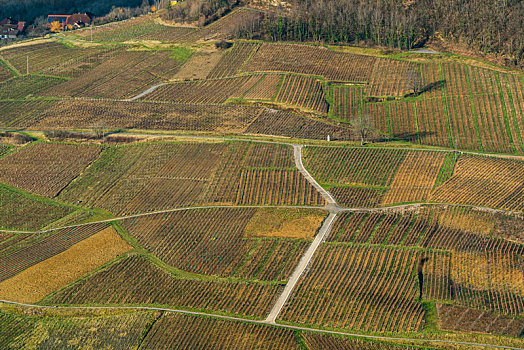 法国勃艮第地区乡村葡萄园
