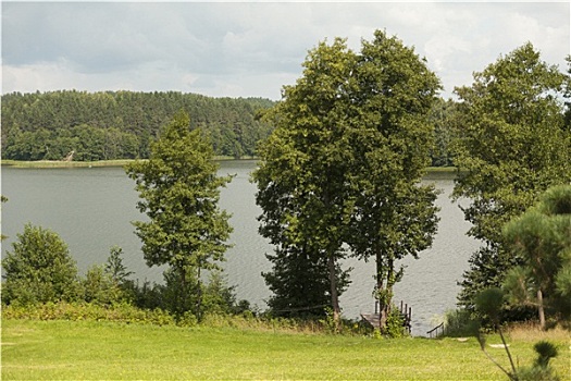 树,正面,湖