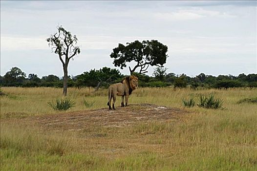 狮子,站立,树林,奥卡万戈三角洲,博茨瓦纳