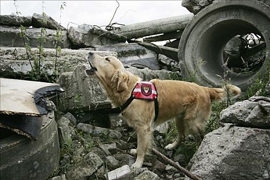 联邦德国,杜伊斯堡,救助,狗,消防,罐,发现,人,房子,爆炸,地震