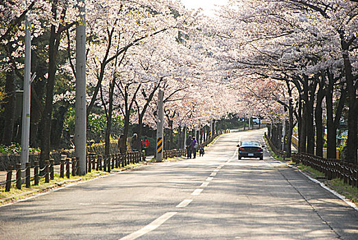 韩国樱花