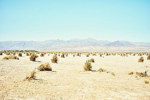 风景,玉米田,死谷,加利福尼亚,美国