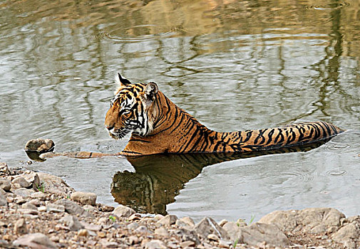 虎,卧,水,伦滕波尔国家公园,拉贾斯坦邦,印度,亚洲