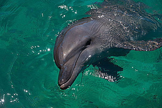 海豚,港口,霍尼亚拉,所罗门群岛,太平洋