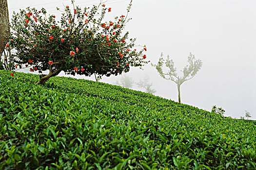 茶园,雾气,大吉岭,印度