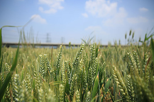 山东省日照市,万亩小麦青黄相间,风吹麦浪呈现丰收景象