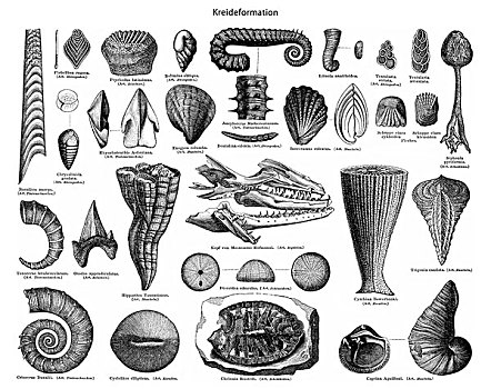 历史,化石,甲壳类,珊瑚,蛤,蜗牛,原生动物,白垩纪,时期,19世纪