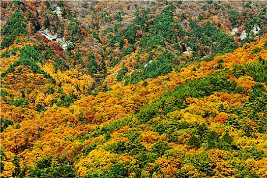 秋日树林,山