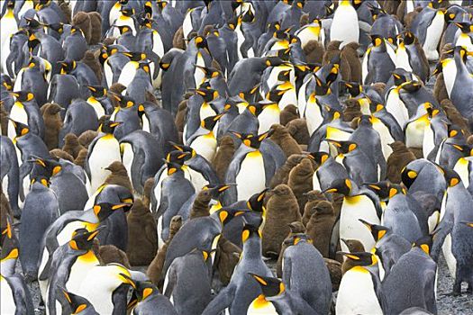 帝企鹅,幼禽,成年,大,忙碌,栖息地,靠近,海洋,露脊鲸湾,南乔治亚,南大洋,南极辐合带
