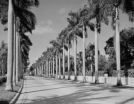 皇家,棕榈树,道路