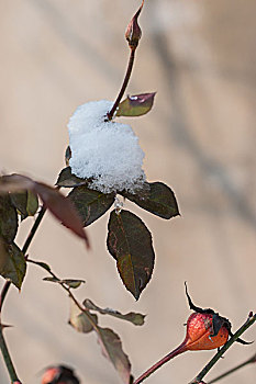 雪后阳光下的月季花