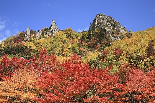 秋叶,山,国家公园