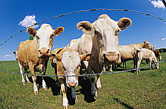 母牛,靠近,荷兰,曼尼托巴,加拿大