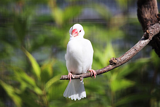 北京动物园白文鸟