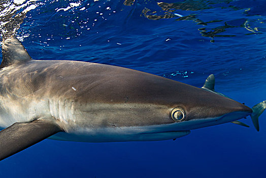 水下视角,鲨鱼,墨西哥,北美