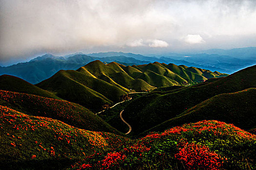 映山红,杜鹃,群山,云,雾,花,太阳,美景,风光,春天,高山杜鹃,花朵,云层,路,路面,山脊