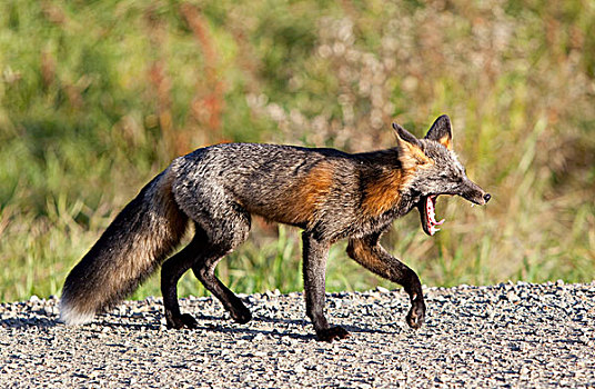 哈欠,狐属,育空地区,加拿大