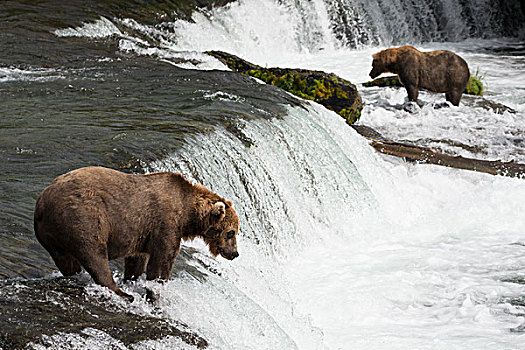 两个,熊,三文鱼,捕鱼,溪流,瀑布