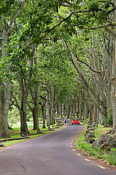 相似,橡树,开车,康沃尔,公园,奥克兰,北岛,新西兰