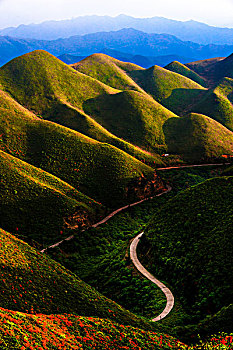 映山红,杜鹃,群山,云,雾,花,太阳,美景,风光,春天,高山杜鹃,花朵,云层,路,路面,山脊