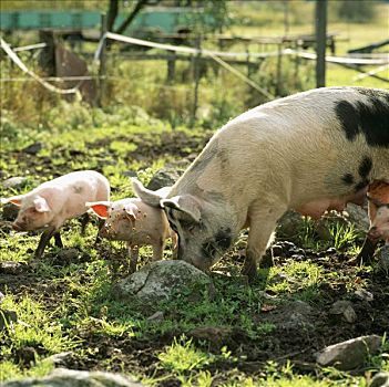 猪,农场,瑞典