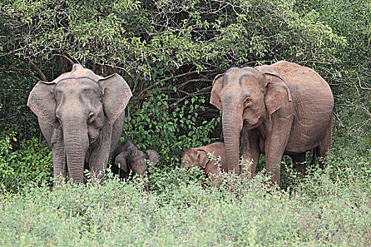 亚洲象,幼兽,国家公园,斯里兰卡